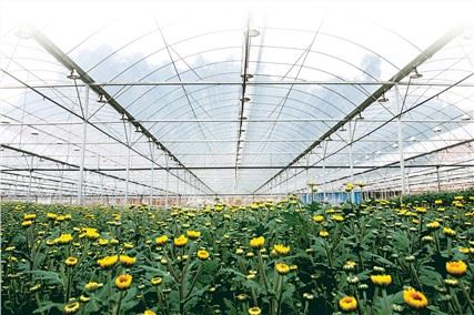 Greenhouse UV Plastik fèy fim